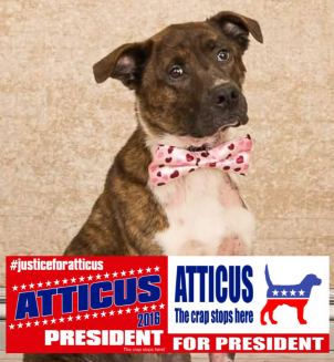 Atticue Campaign poster